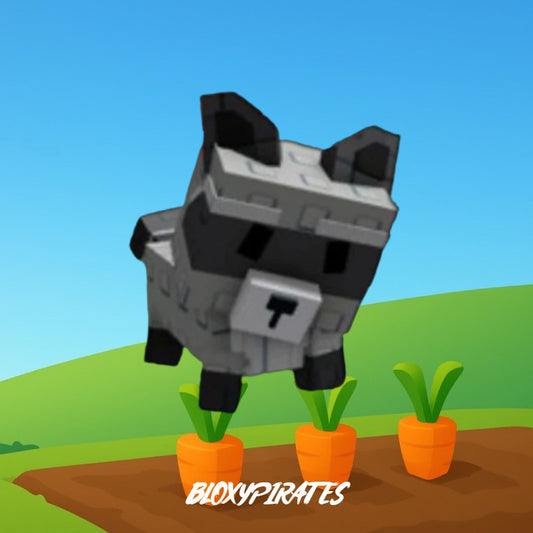 Raccoon